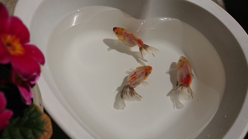 洗面器の金魚