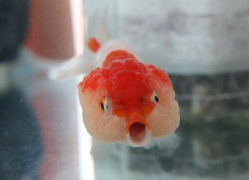 金魚 正面顔