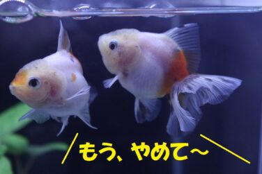 水草レイアウト きらきら金魚