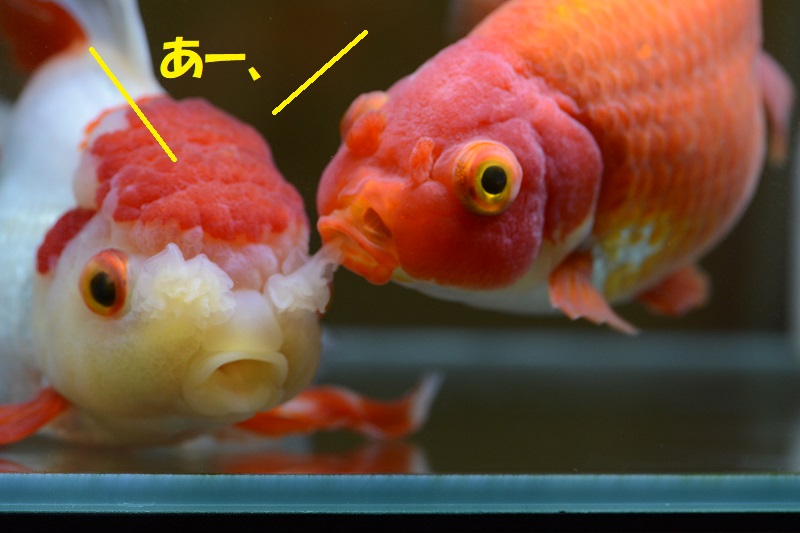 金魚の喧嘩