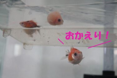 きらきら金魚 ページ 3 金魚飼育の日々を ユニークな写真で紹介しています 一緒にアクアライフを楽しみませんか